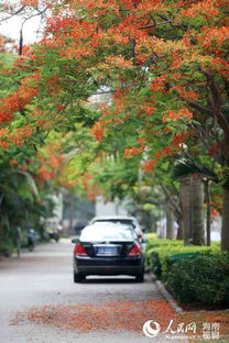 海口鳳凰花競開 火紅的椰城 刷爆朋友圈